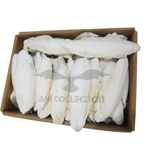 Cuttlefish Bone